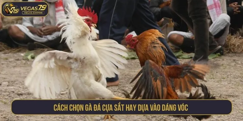 Cách chọn gà đá cựa sắt hay dựa vào dáng vóc 