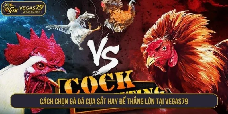 cách chọn gà đá cựa sắt hay