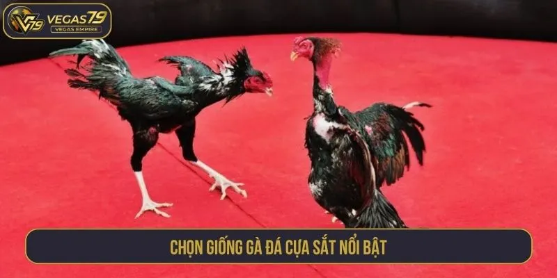 Chọn giống gà đá cựa sắt nổi bật