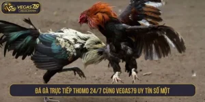 đá gà trực tiếp Thomo 24/7