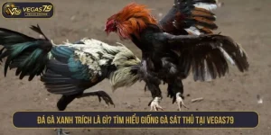 đá gà xanh trích