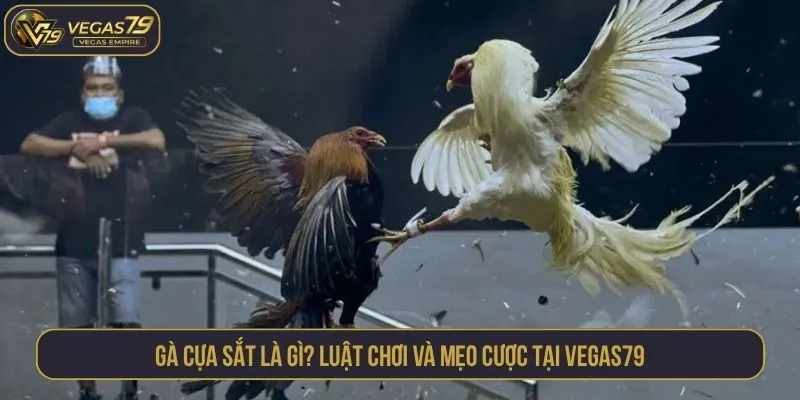 Gà cựa sắt là gì