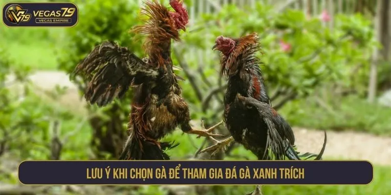 Lưu ý khi chọn gà để tham gia đá gà xanh trích