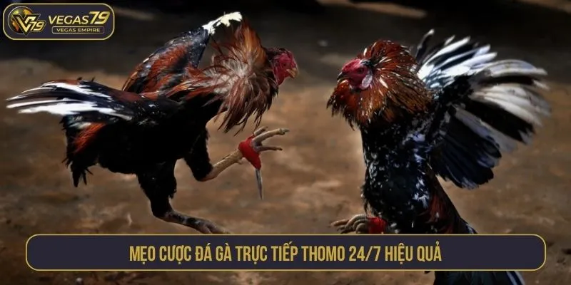 Mẹo cược đá gà trực tiếp Thomo 24/7 hiệu quả