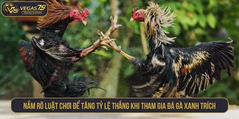 Nắm rõ luật chơi để tăng tỷ lệ thắng khi tham gia đá gà xanh trích