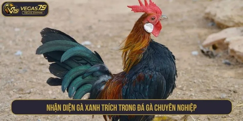 Nhận diện gà xanh trích trong đá gà chuyên nghiệp
