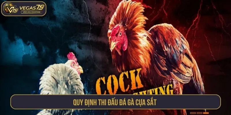 Quy định thi đấu đá gà cựa sắt 