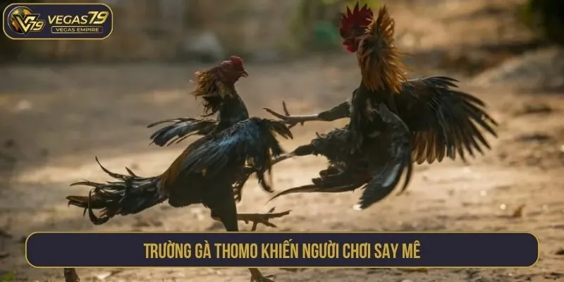 Trường gà Thomo khiến người chơi say mê